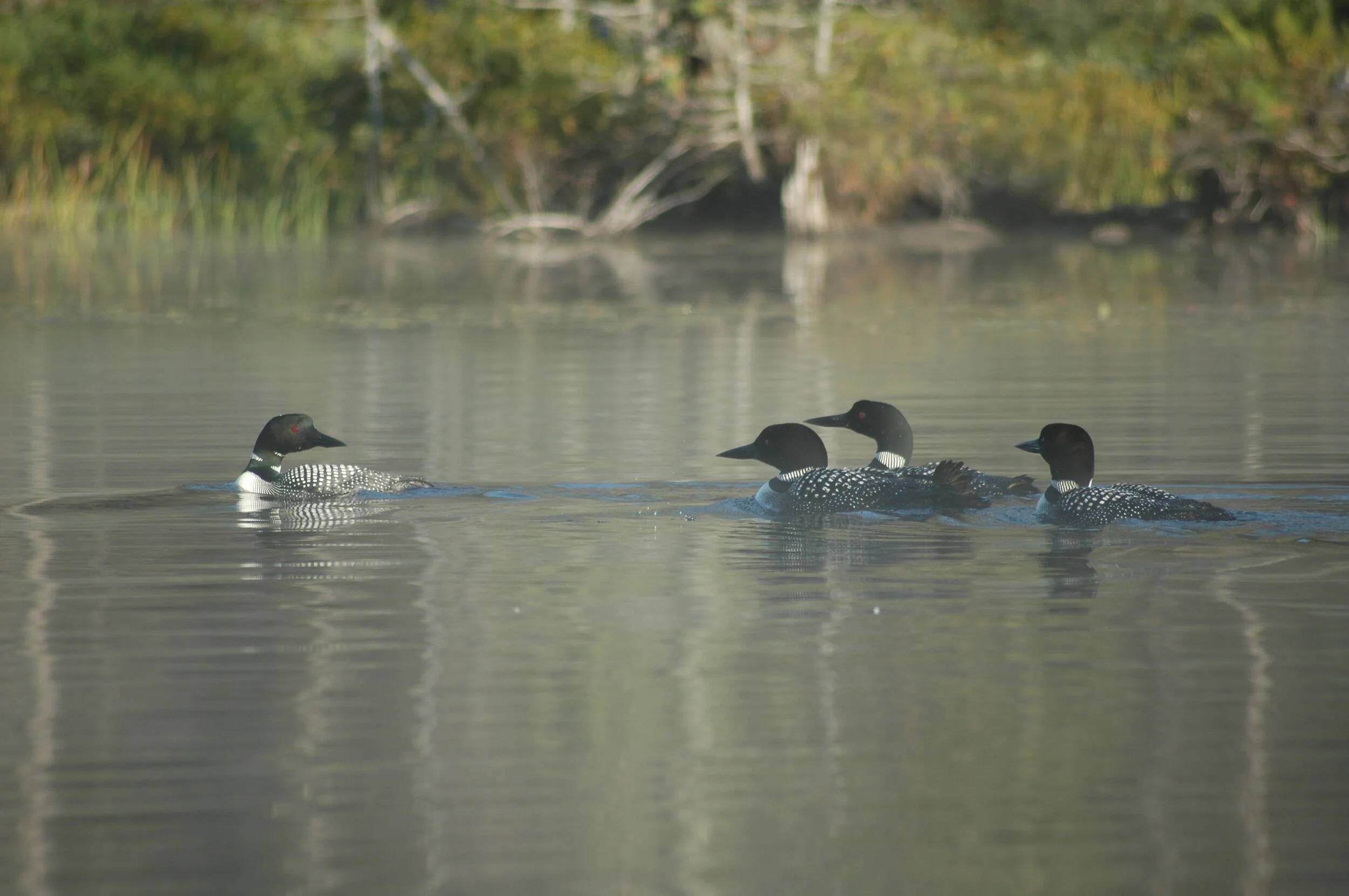 DSC_6103.JPG
