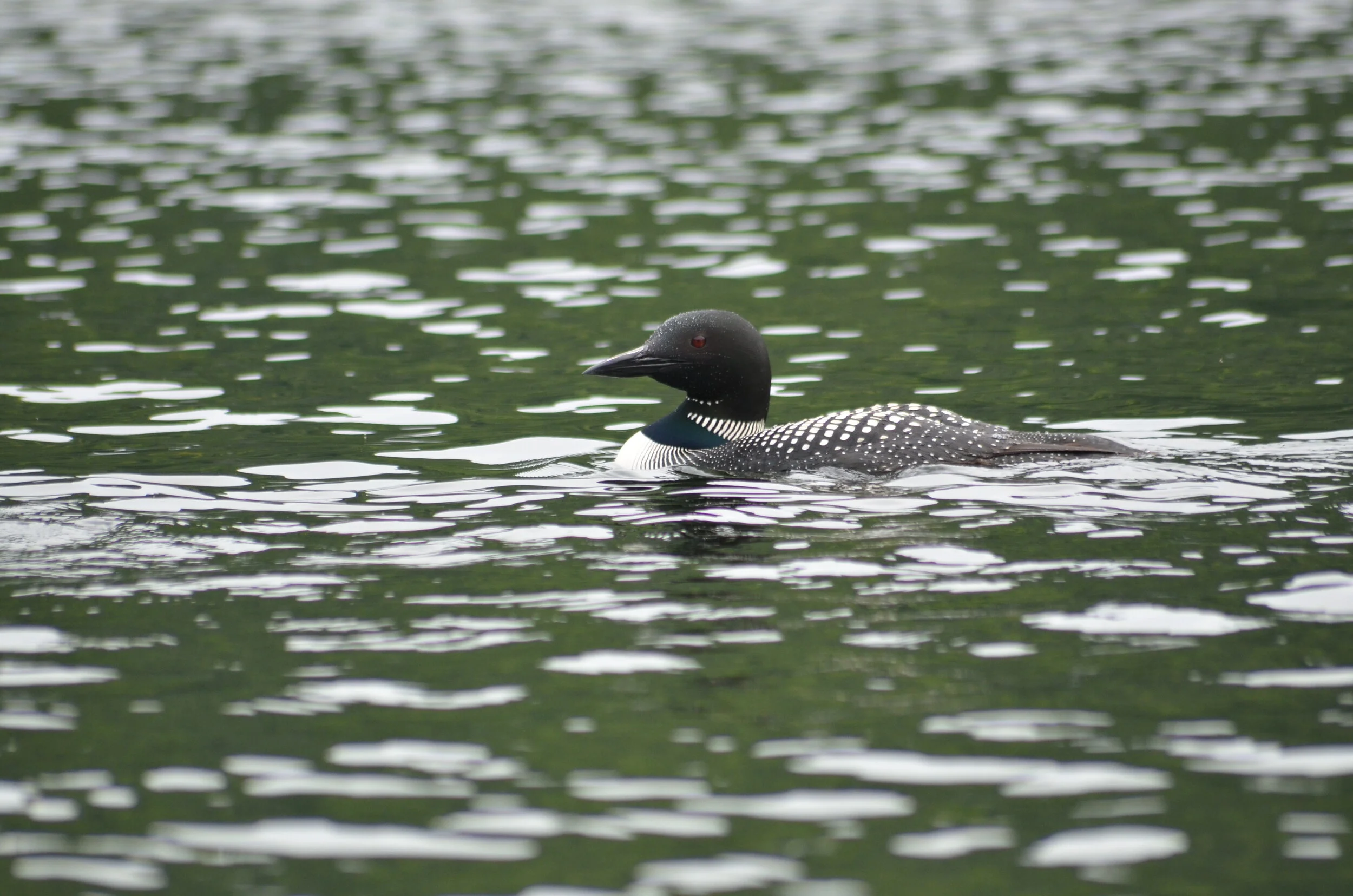 DSC_8290.JPG