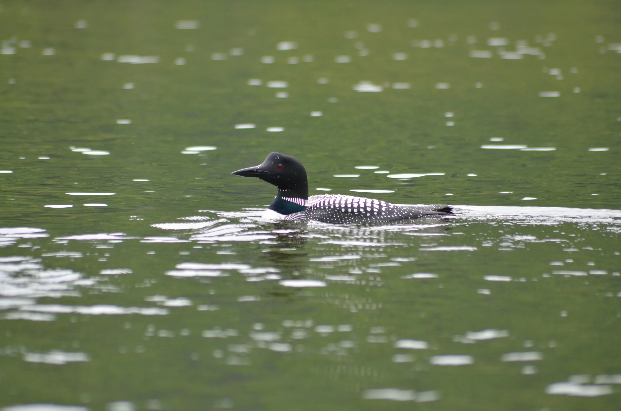 DSC_8299.JPG