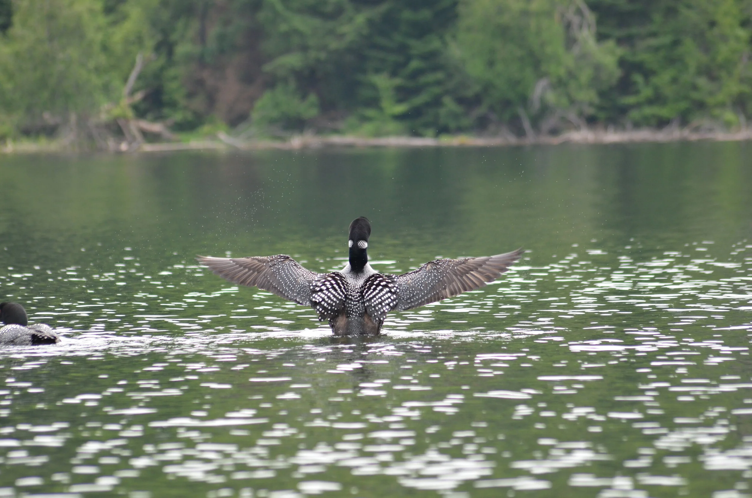 DSC_8339.JPG