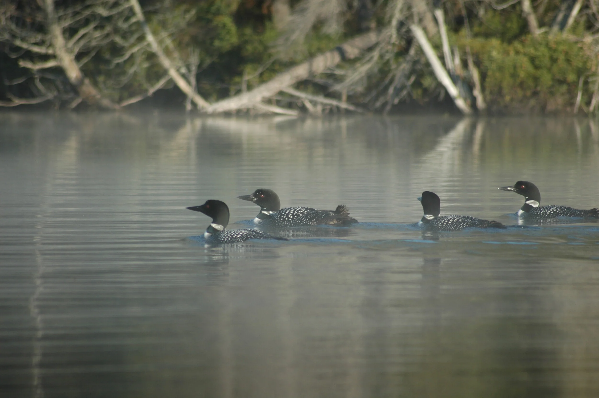 Loons 1.JPG