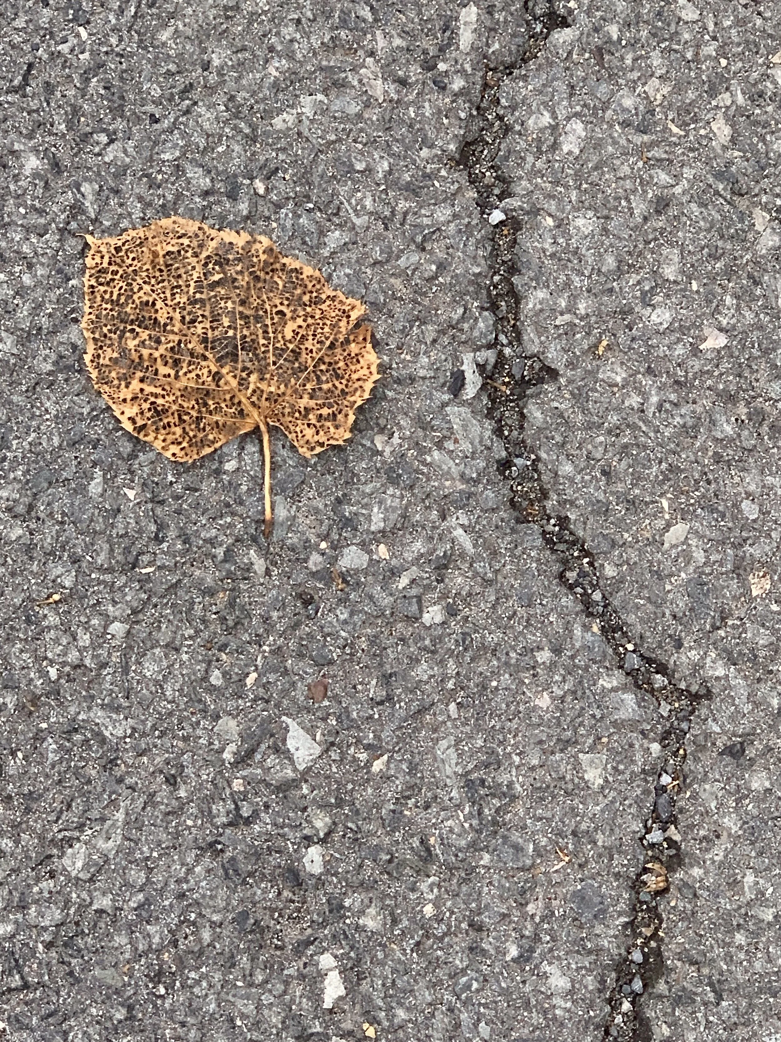 IMG_0926.jpeg