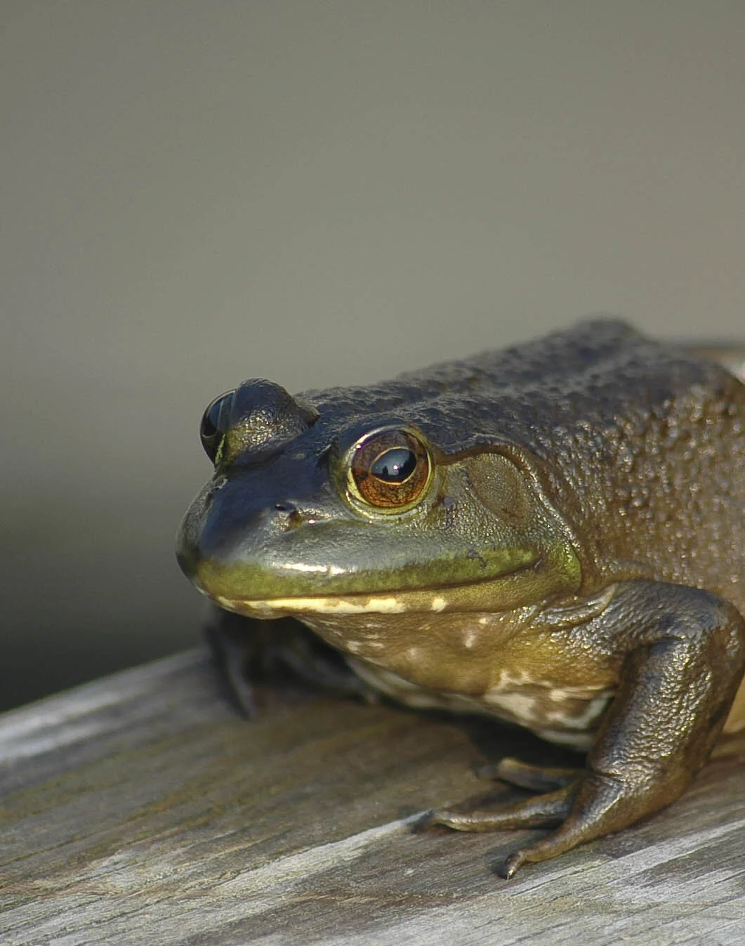 Grenouille.jpg
