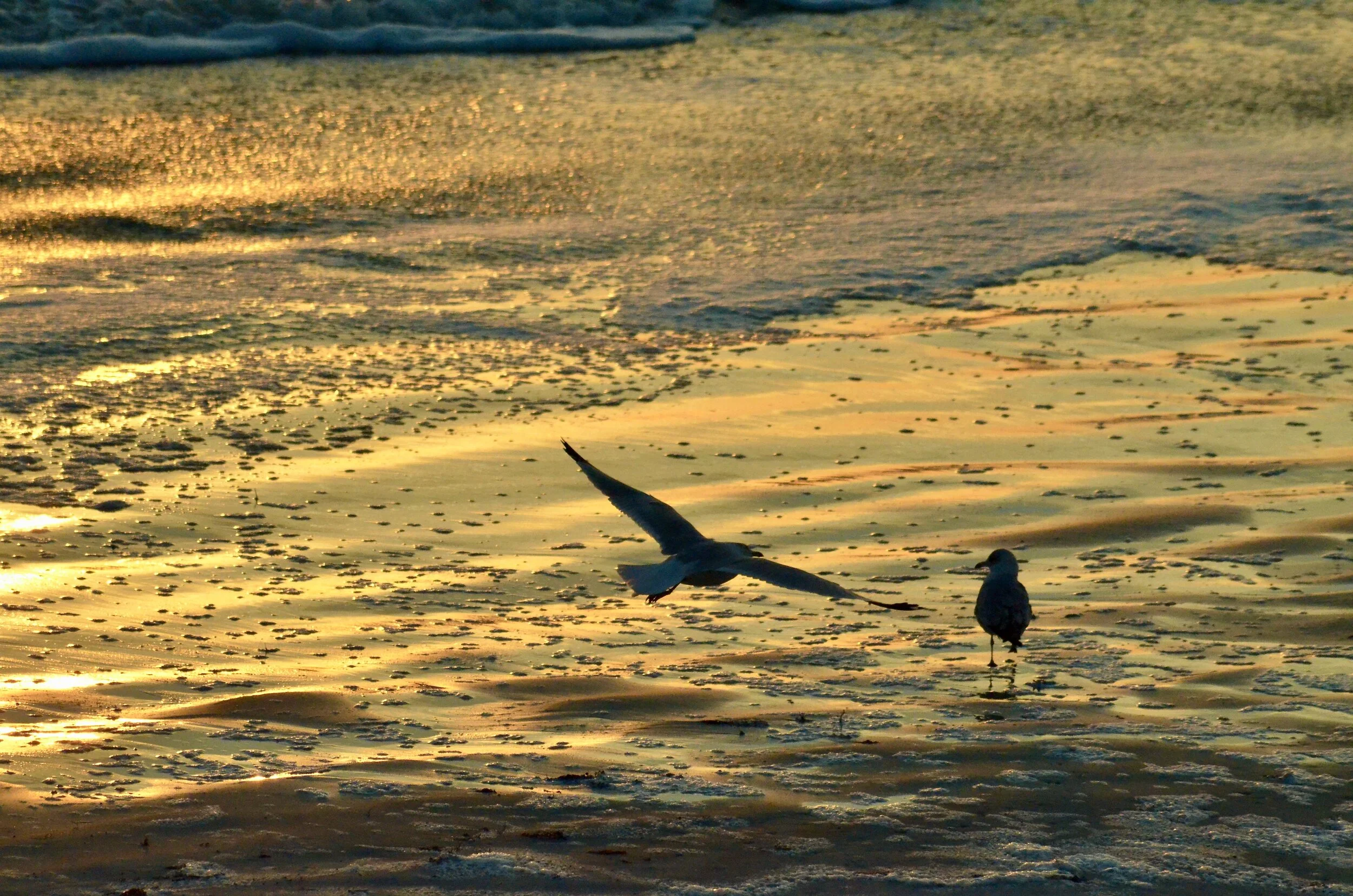 Ormond Beach (Floride)