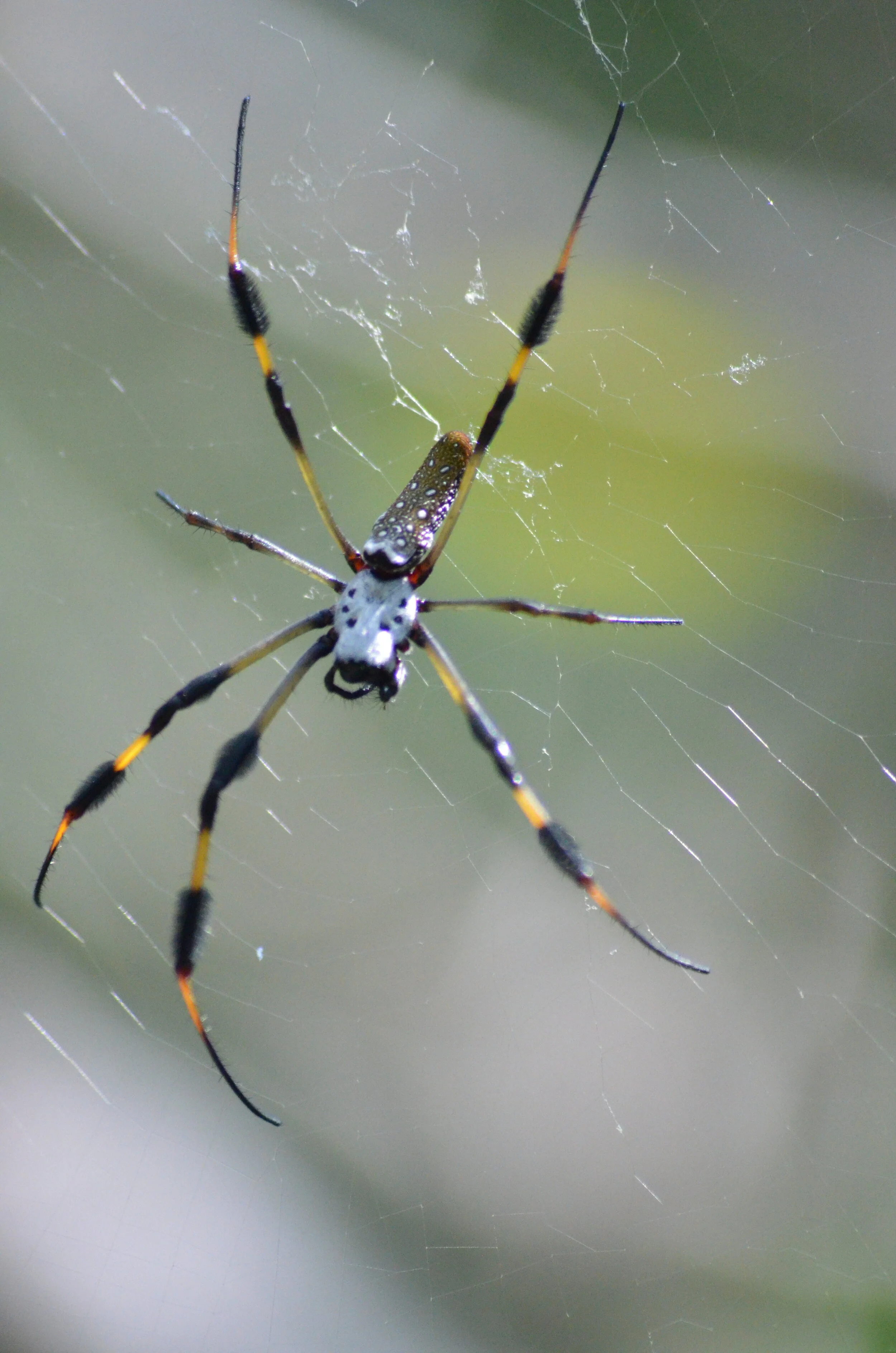 DSC_5387.JPG