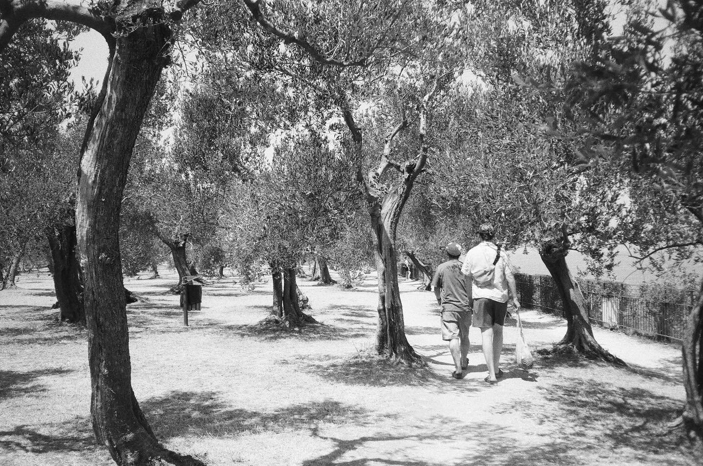 Through the crumbling olive groves of Catullus, walking with dad.

📸 @mairiiiiiii