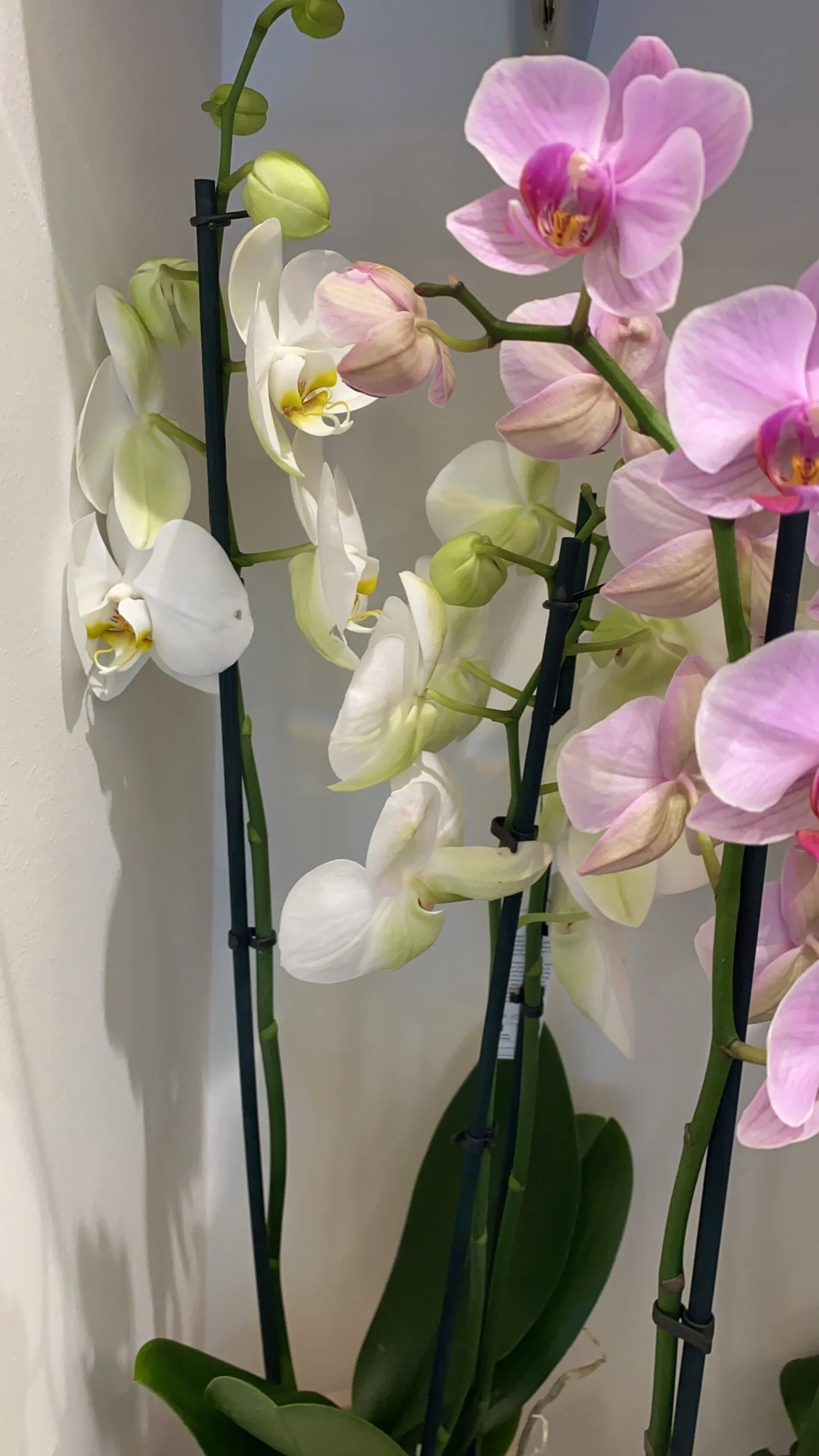 F9F8568F-69B8-46ED-A41A-68767A24436D