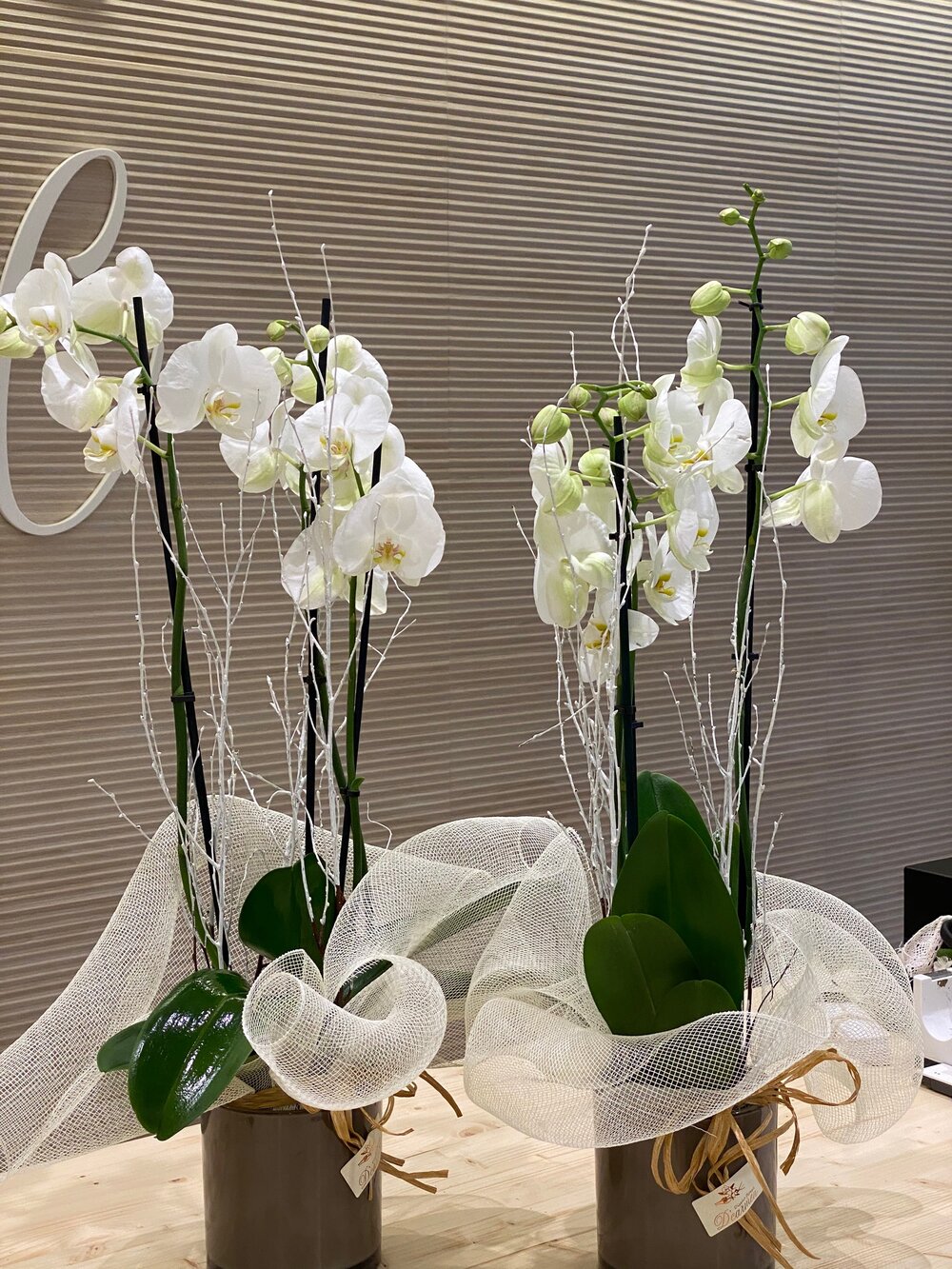 Orquídea natural — D'Carmen