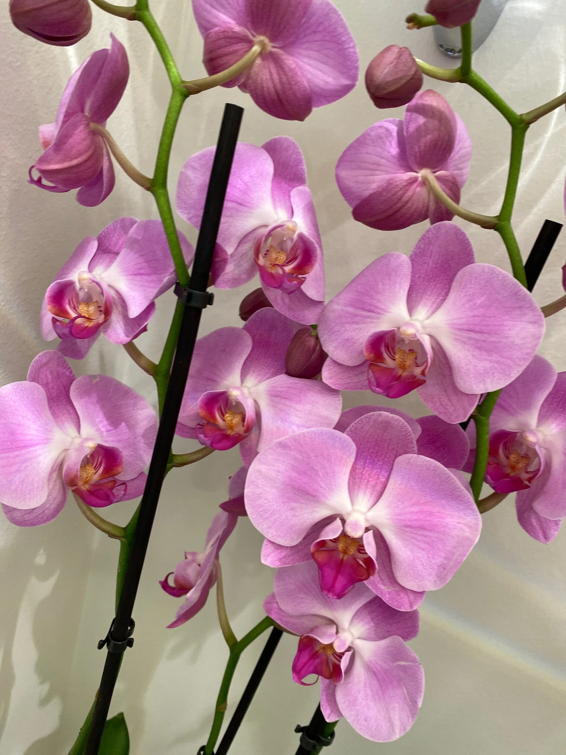 ED651AFC-A645-443D-A097-828FB7AD34E1