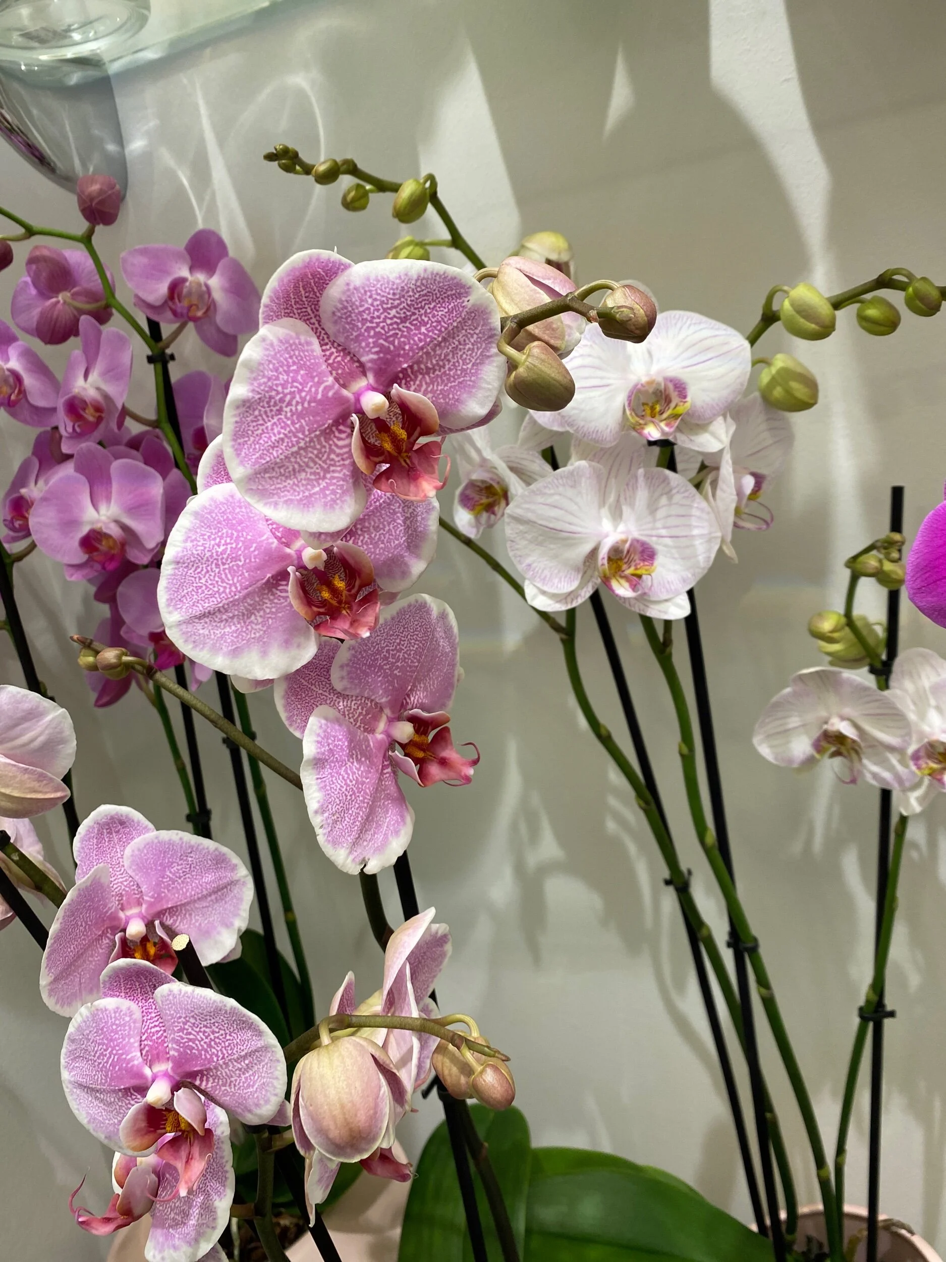 97DDAEA2-5B10-44F9-B66D-CF8015E76E4A