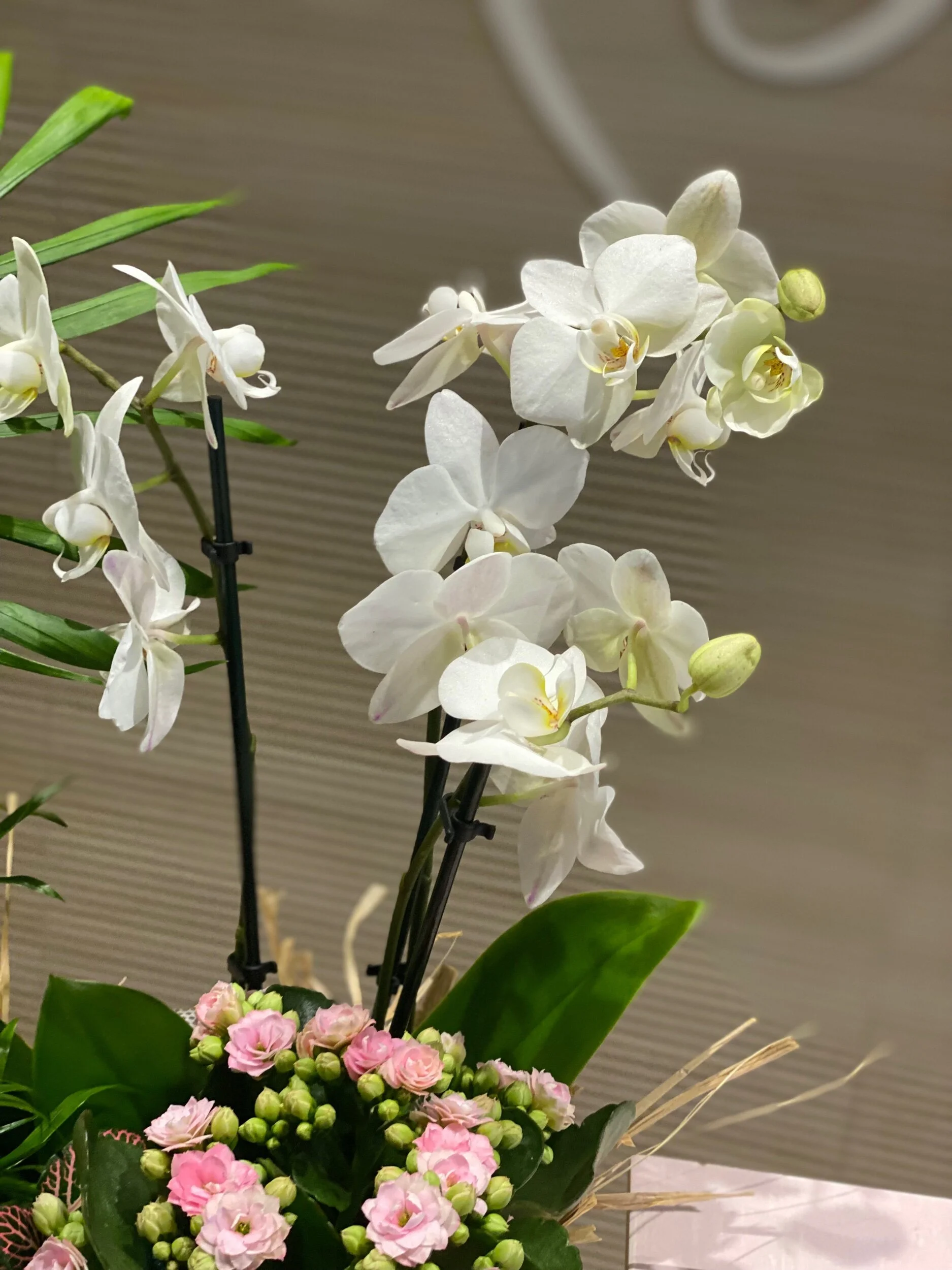 A7FBF0D3-CD57-44ED-8A45-066C39B14C07