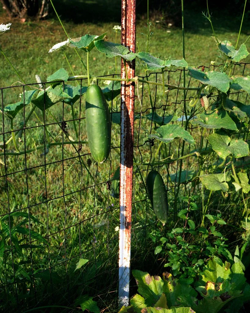 c8aafb9c4bfddf24-cucumbers.jpg