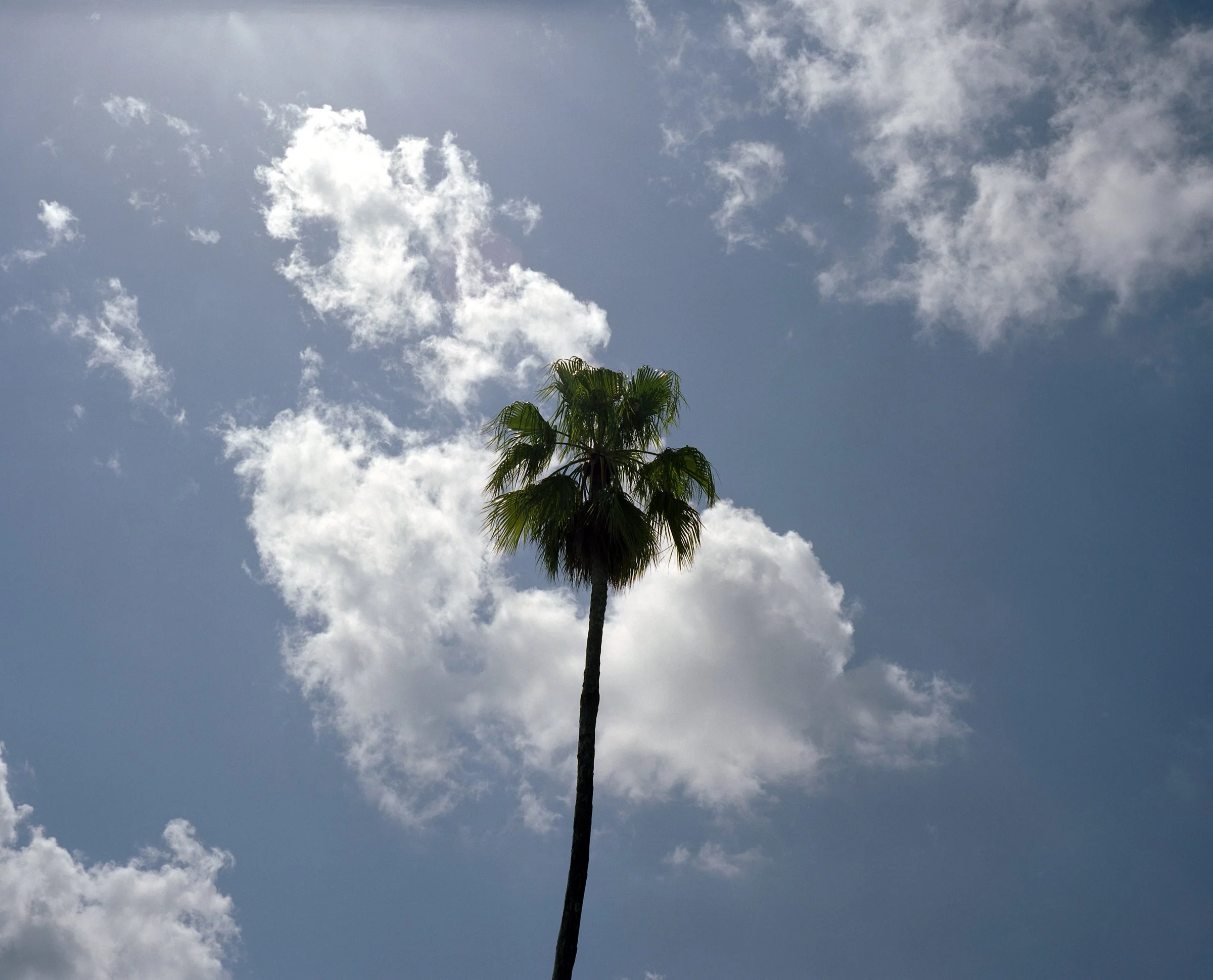 palmtree.jpg