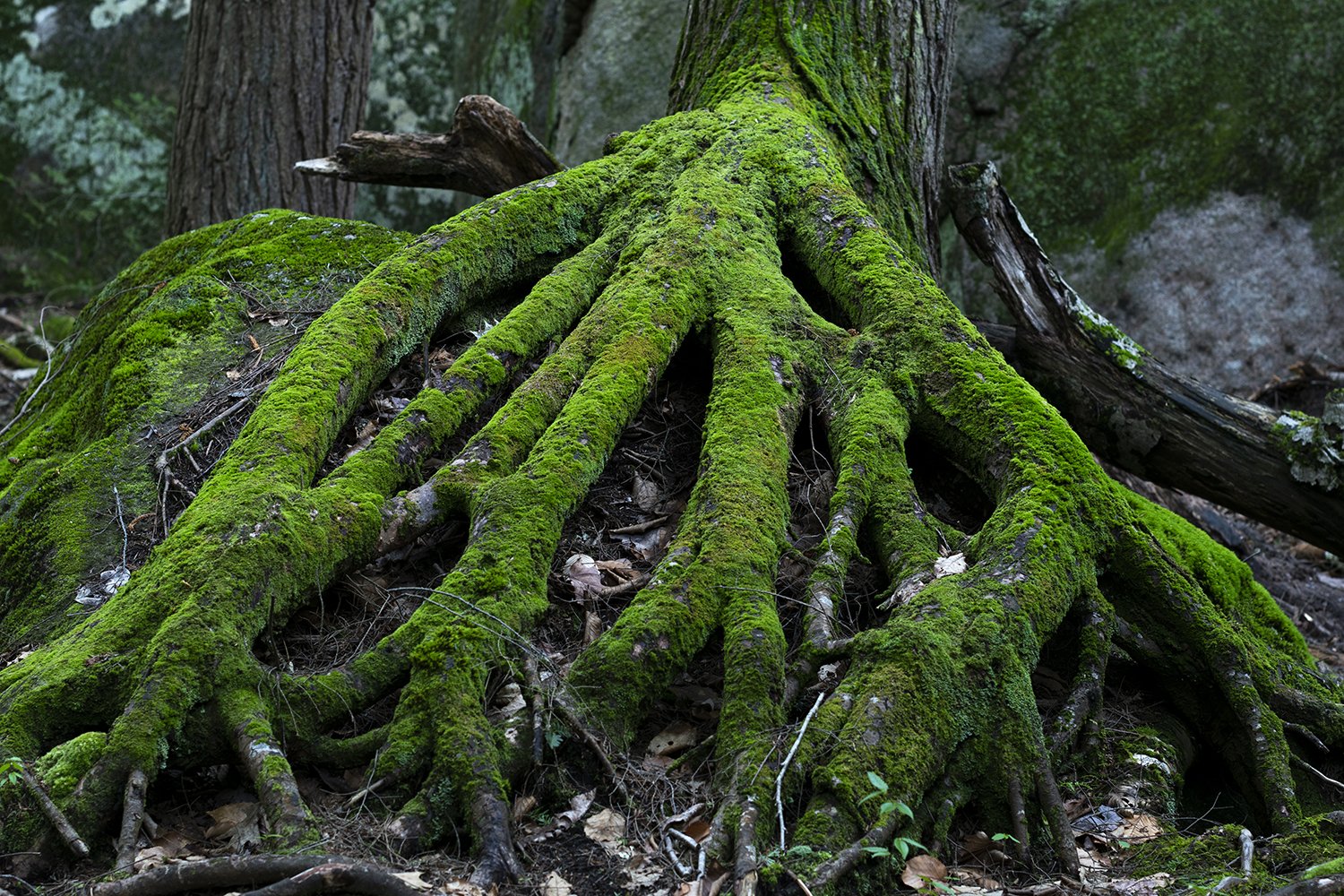 Swamp Thing