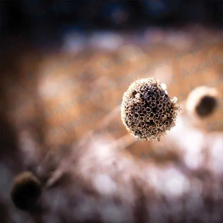 Close-Up-Nature-Bulb.jpg