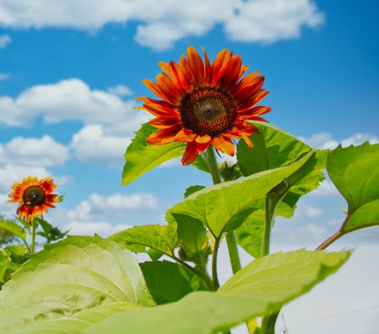 Reduce IMG_3489 Enhanced.jpg