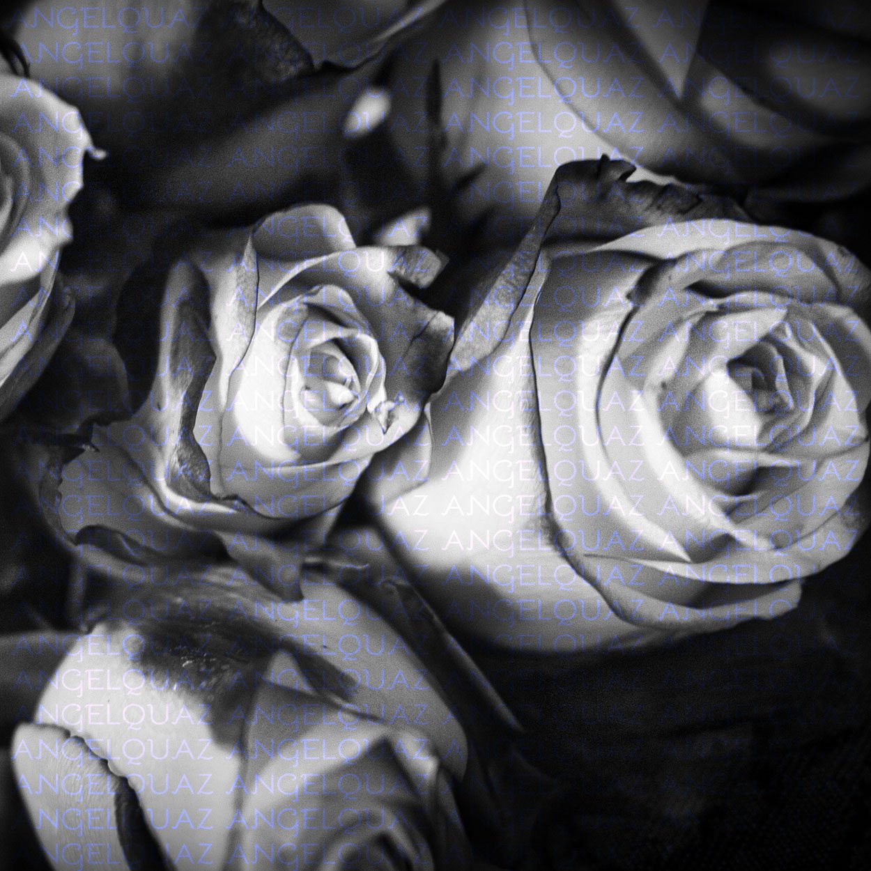 BW Rose