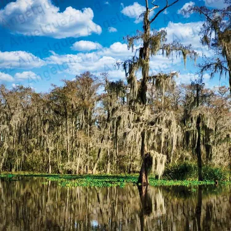 New-Orleans-Swamp.jpg