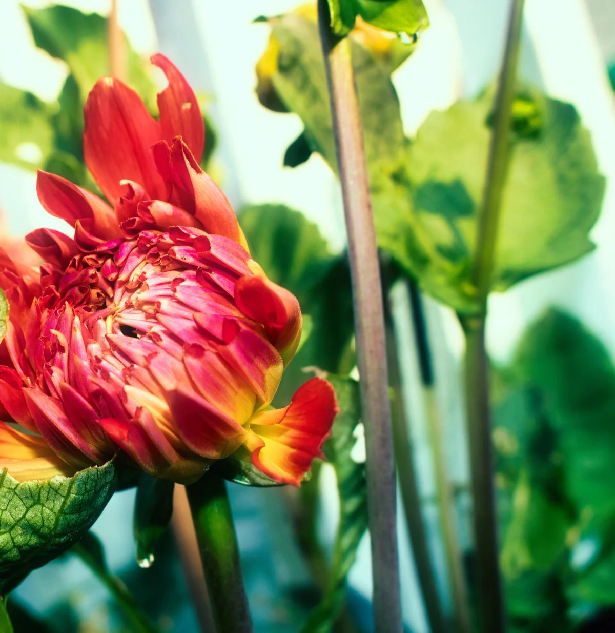 Reduce IMG_3423 Enhance.jpg