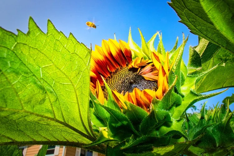 Reduce IMG_3492 Enhance.jpg