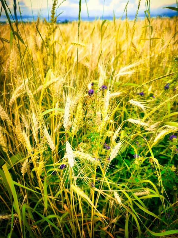 WEB-Edit-IMG_2211.jpg