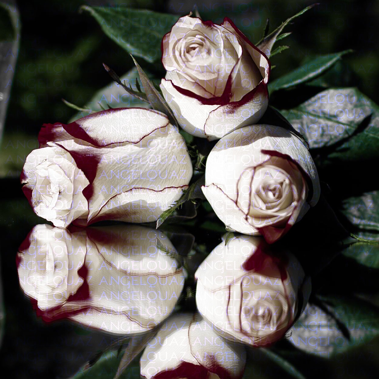 Saturated Rose
