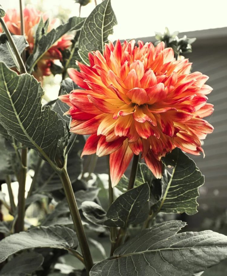 Reduced IMG_3451 Enhanced.jpg