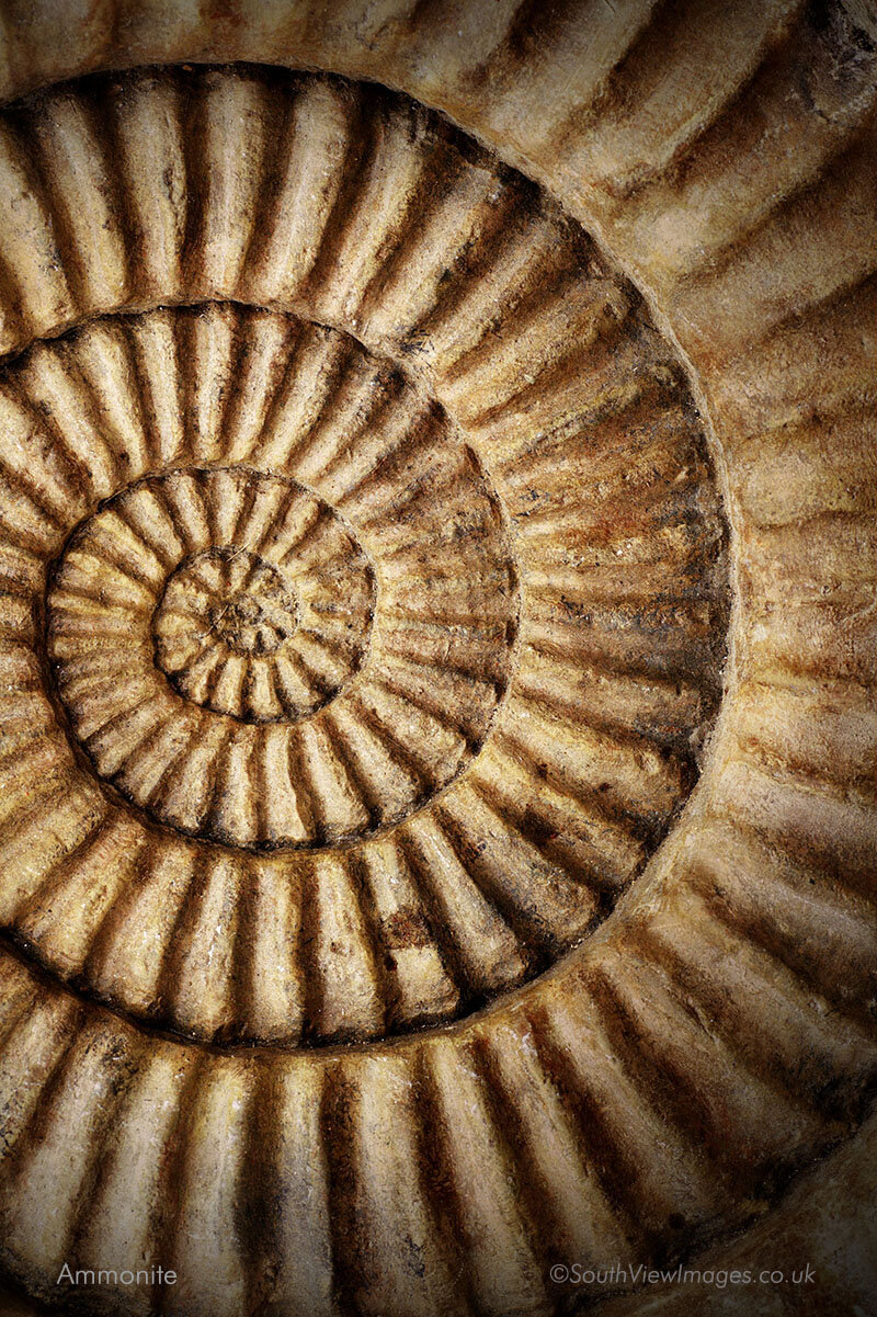 Ammonite