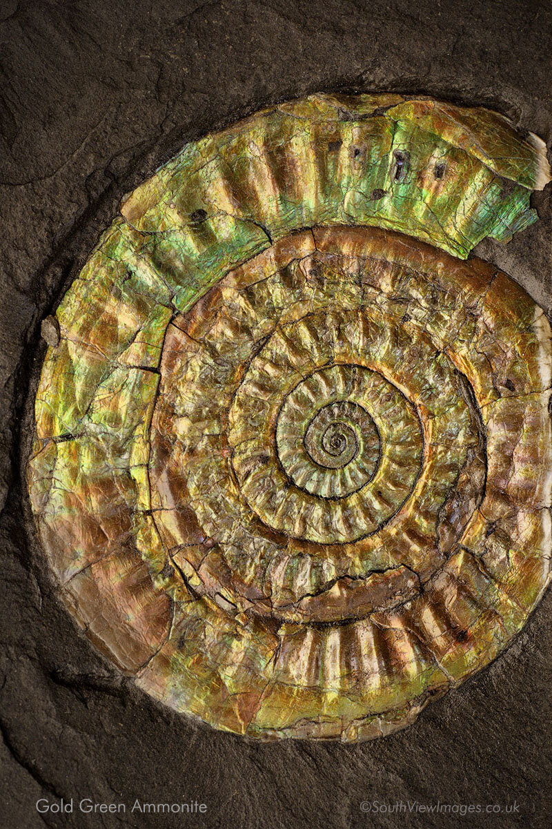 Gold green ammonite