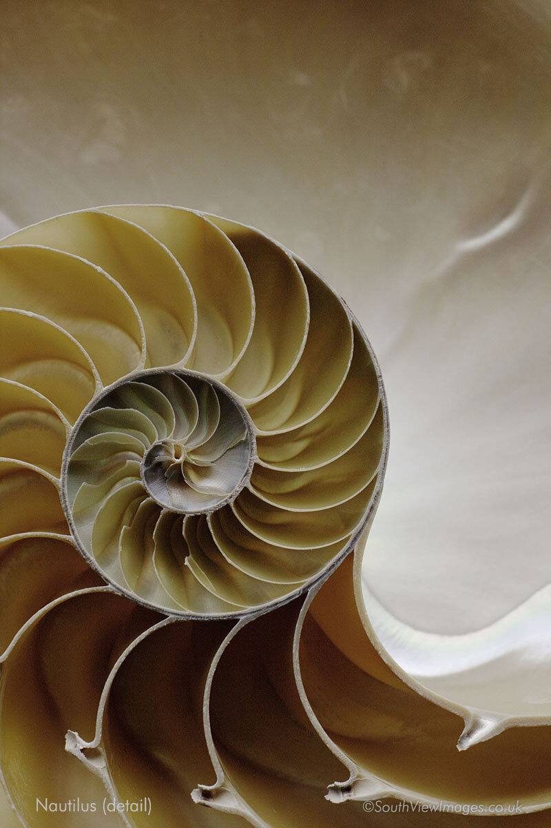 Nautilus detail