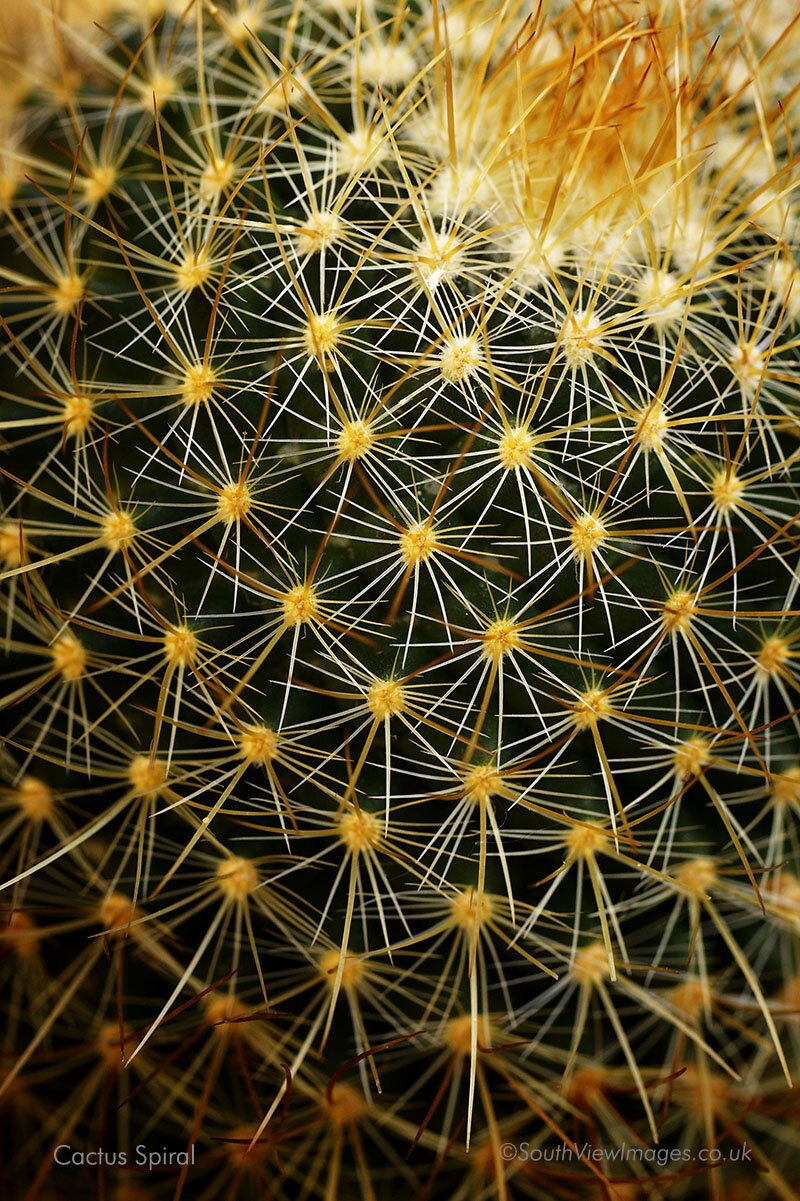 Cactus spiral