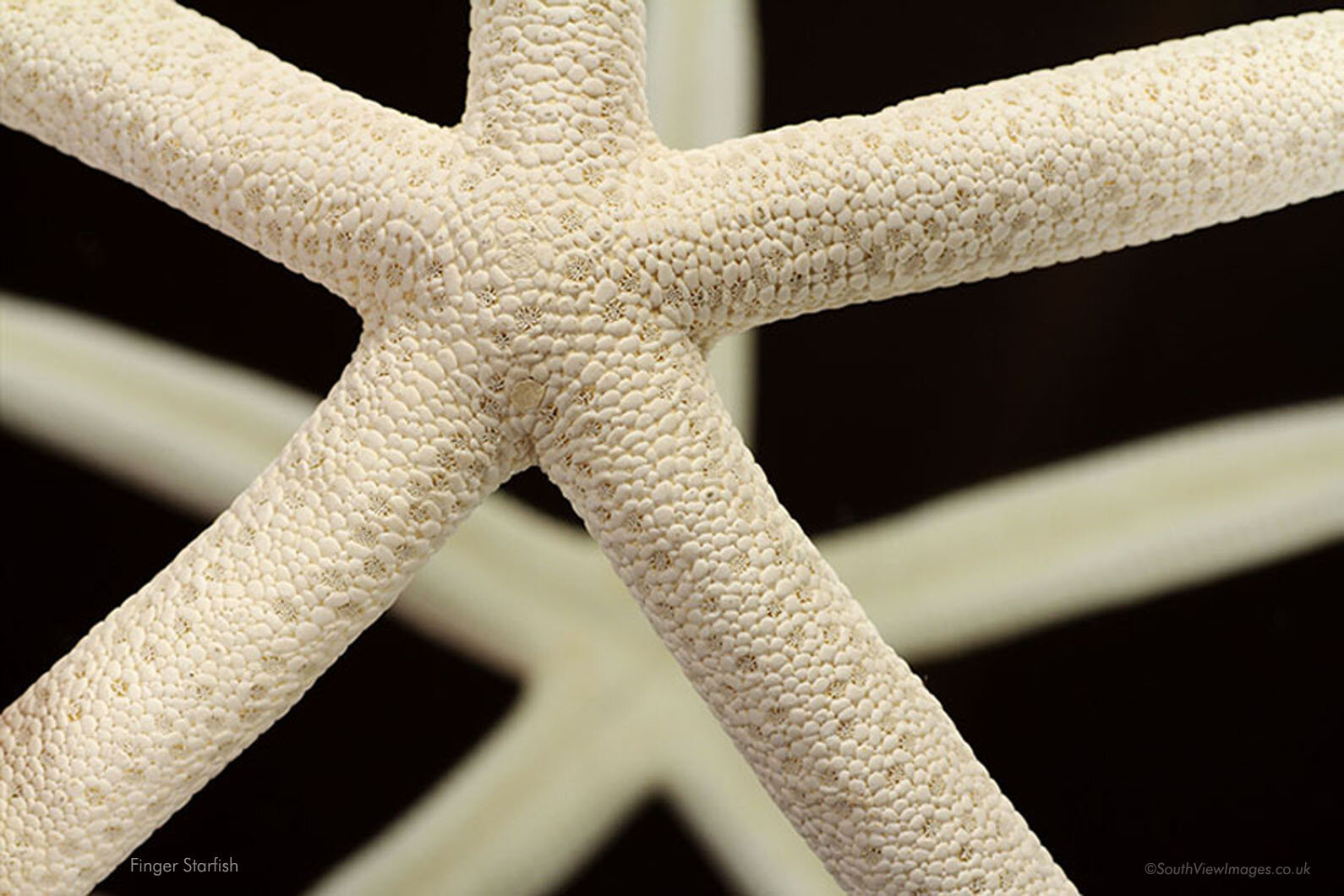 Finger Starfish (2)