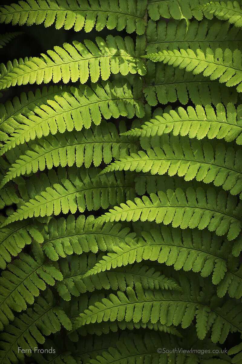 Fern fronds