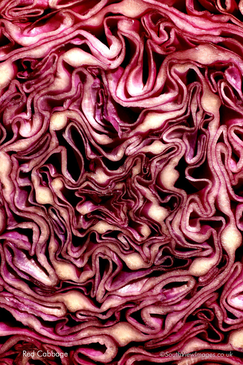 Red Cabbage_Simon-Williams_Photography.jpg