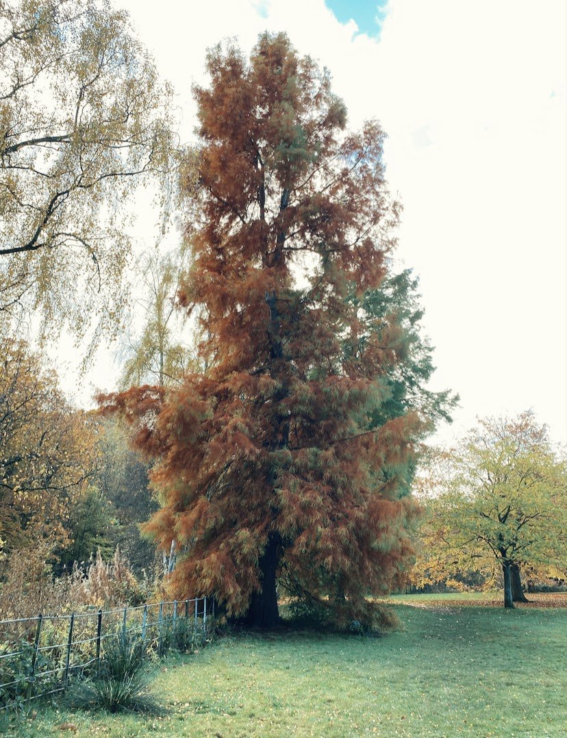 hampstead 1.jpeg