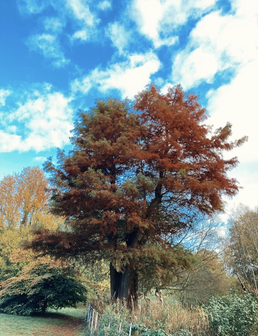 Hampstead 4.jpeg