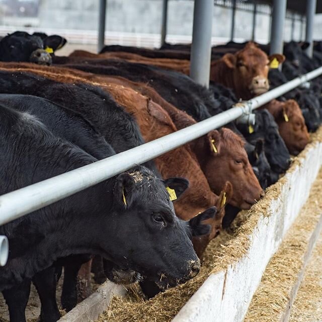 STOCKER/FEEDLOT OPERATORS &mdash; We provide weekly coverage of both the fed cattle trade and the feeder cattle markets will give stocker and feedlot operators a grasp on both of those markets. ⁠
⁠
Sign up today via the link in our bio.