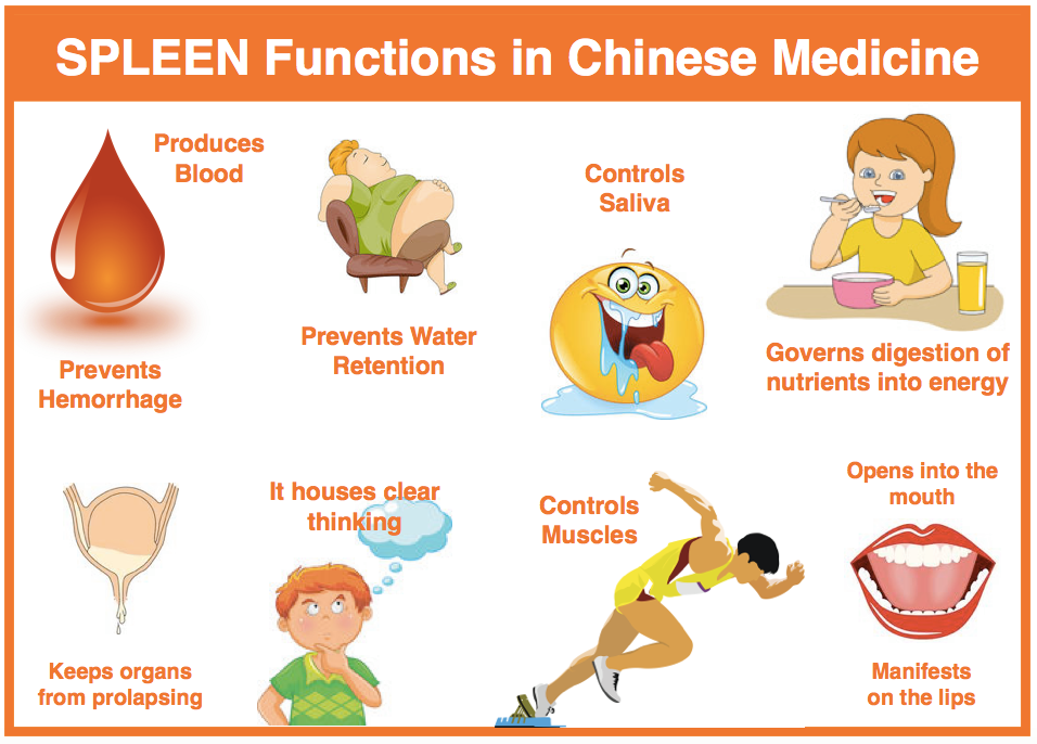 Spleen Deficiency, Dampness, and Phlegm: A Case Study of IBS with Heavy Limbs and Shortness of Breath