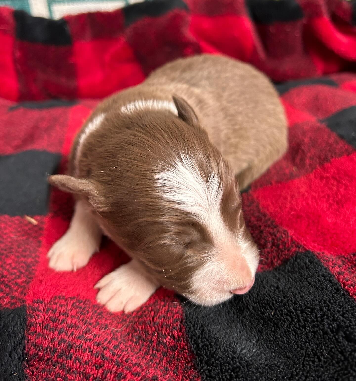 Shhh! The babies are sleeping! These little ones are 6 days old, and growing quickly. Each of them fell asleep in my hands as I held them, and now my soul feels re-charged with peaceful energy. So I&rsquo;ve got that going for me, which is nice. Also