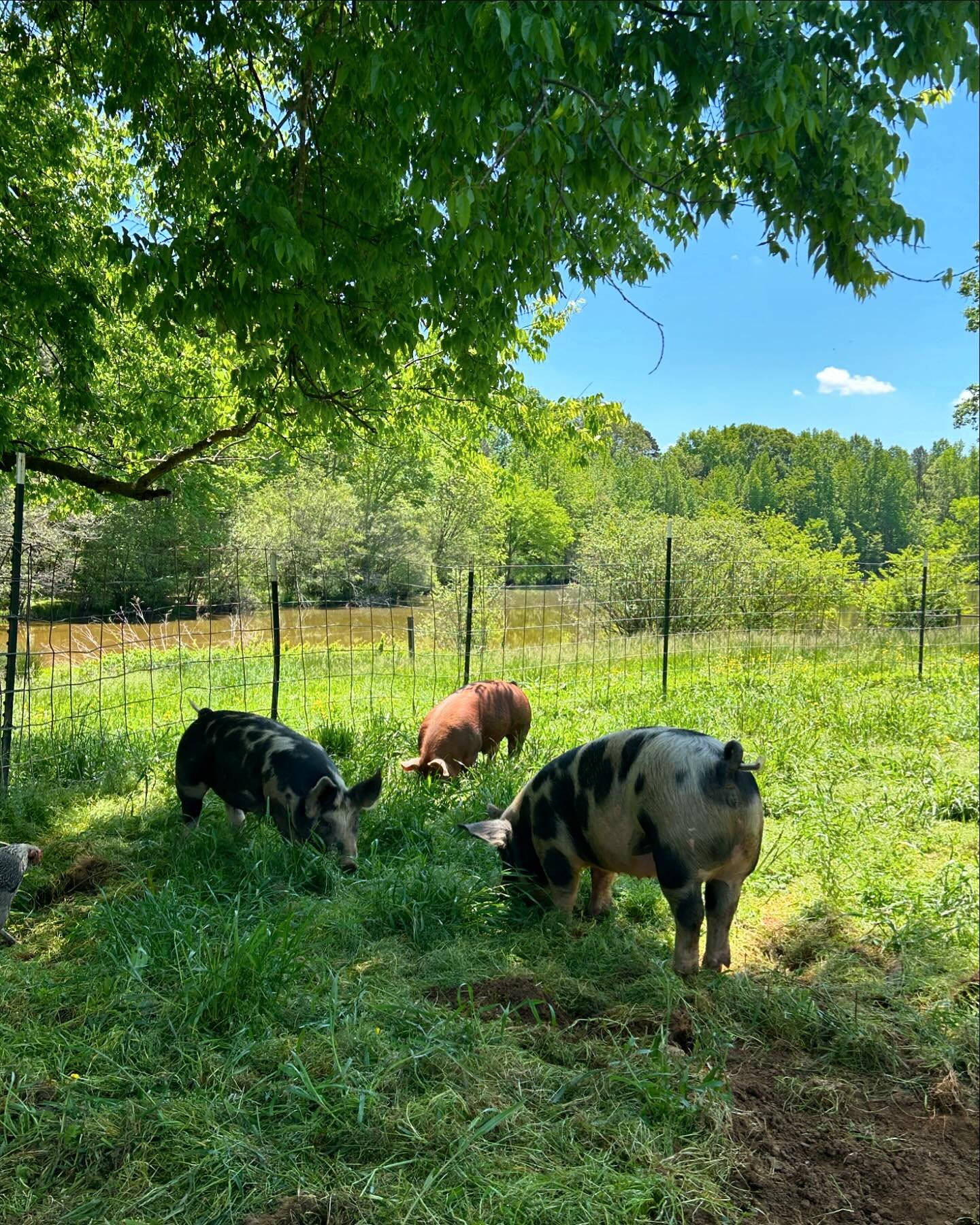 This week on the farm: our pigs enjoying some pasture, a teen homeschool camper working on the latest project in the forge, cicada invasion, and the Saturday Slowdown at @ramblerill ! Come join us for a market day with lots of great local farms, bake