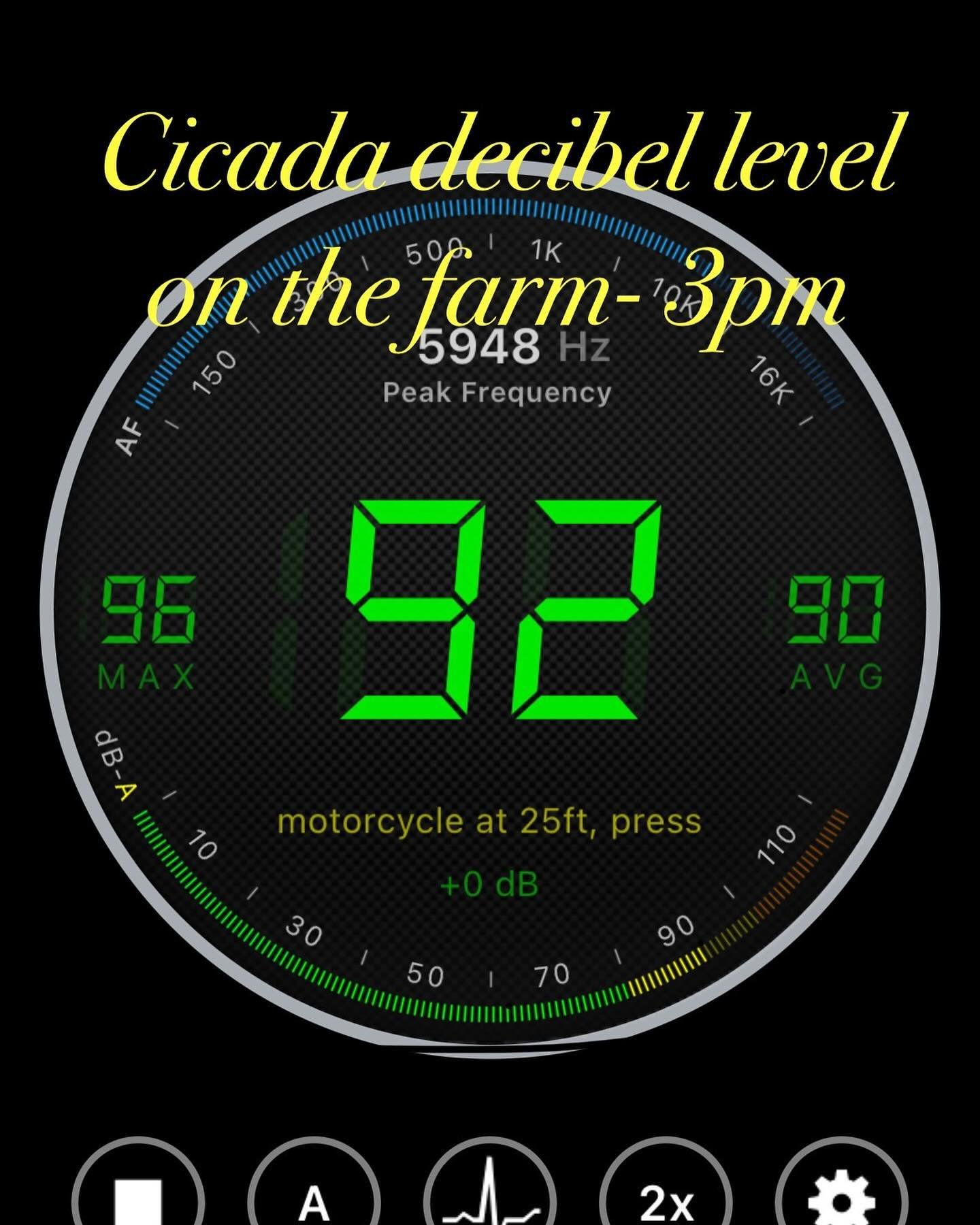 It&rsquo;s loud here, folks, this decibel meter on my phone says the ambient cicada levels are north of 90dB, and peaking at 96 in the late afternoon!  It builds all day, but the farm store will be open tomorrow morning with our all natural pork and 