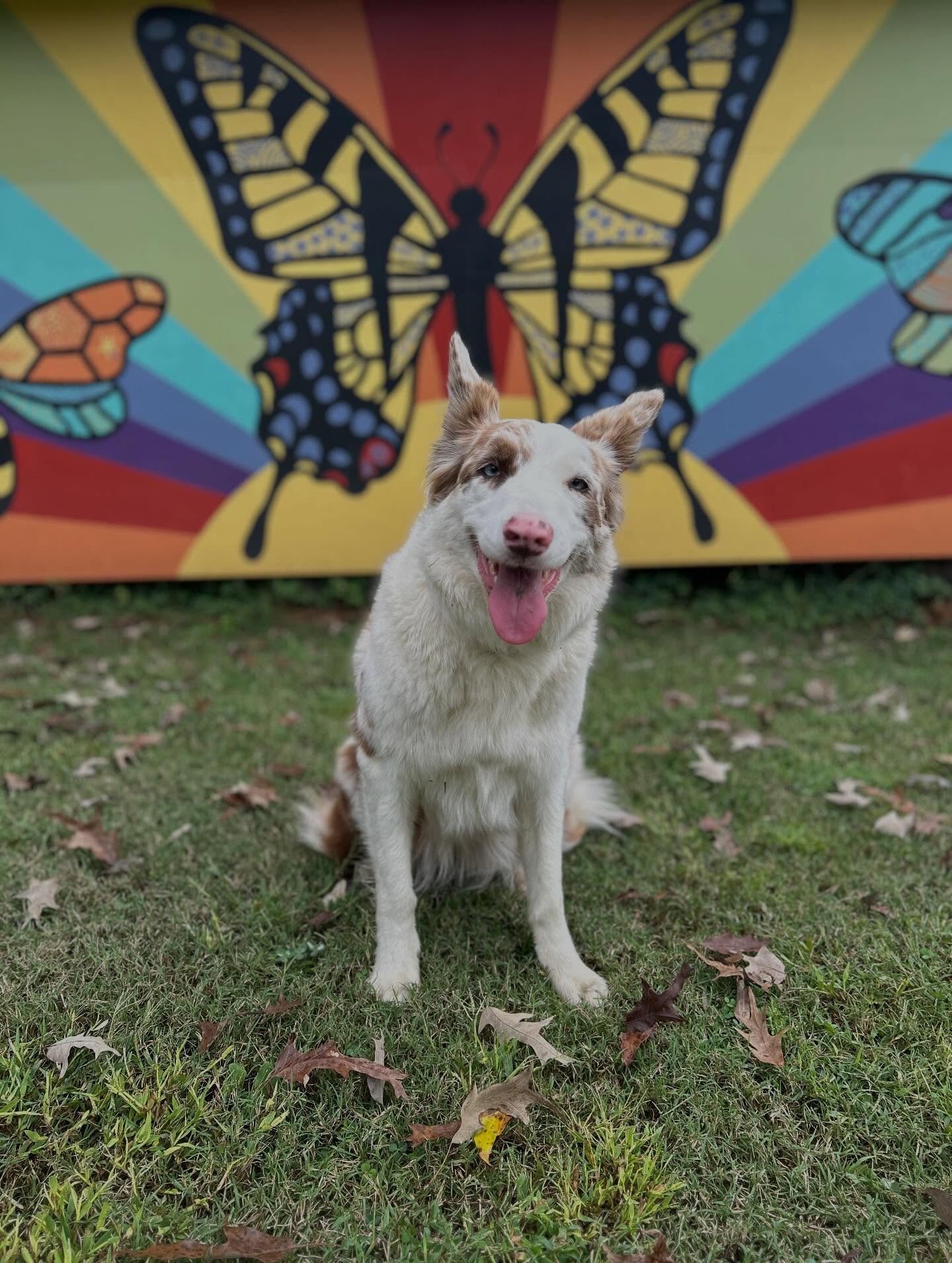 Happy Birthday Sweet Sadie! You&rsquo;re 5!!, and we&rsquo;re somehow still finding ways to love you more every day. Extra frisbee time coming right up! Tomorrow we&rsquo;re having Sadie&rsquo;s B-day Sale, get 10% off any of these last-minute handma