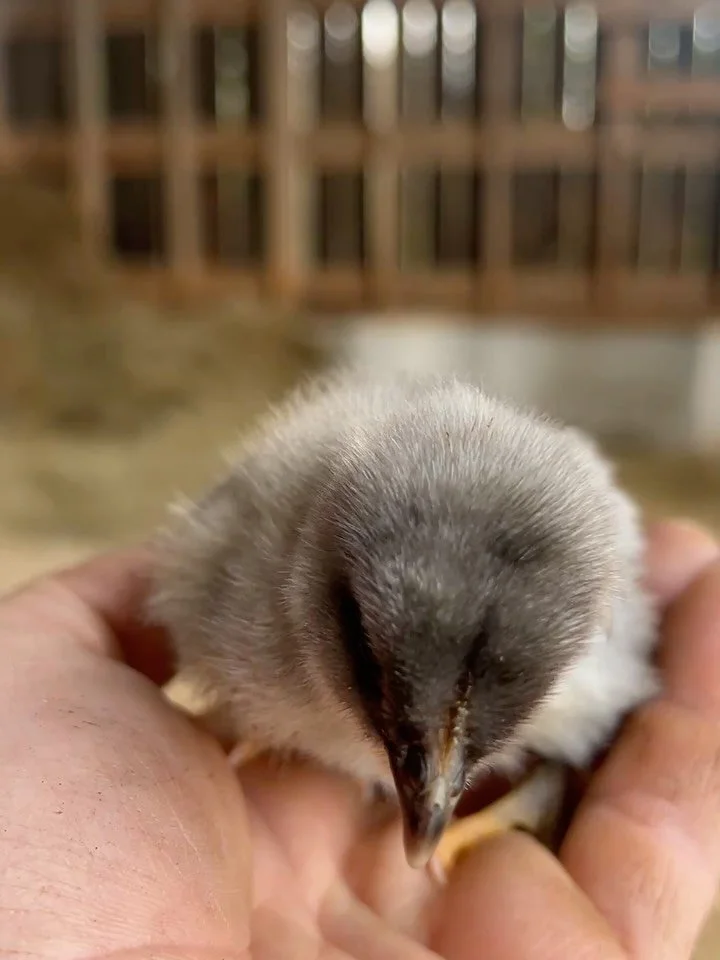 These little chicks arrived this week and will be joining our laying flock in about 6 months, and contributing to one of my favorite farm products - every day is like Easter around here, with an egg hunt to find all the creative places our free-range
