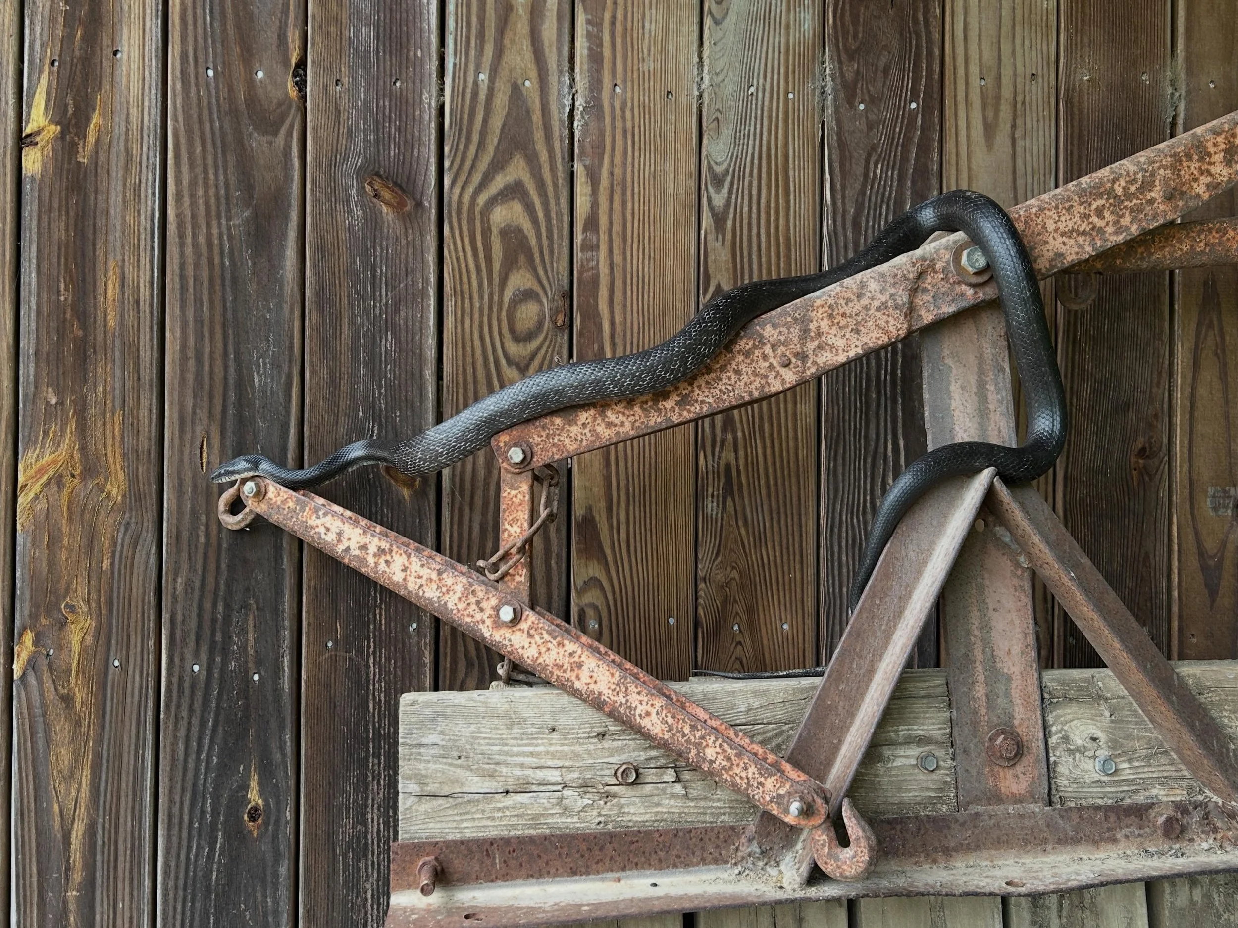Snake day, hay day, SaturDAY Slowdown. See you tomorrow at @ramblerill with our all natural pork, info on cool new classes, and time to chat with neighbors!