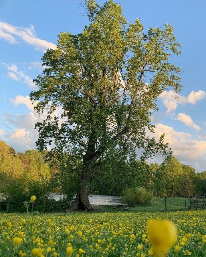 September Slowdown, Fall Class Offerings, Goodbye Poplar Tree