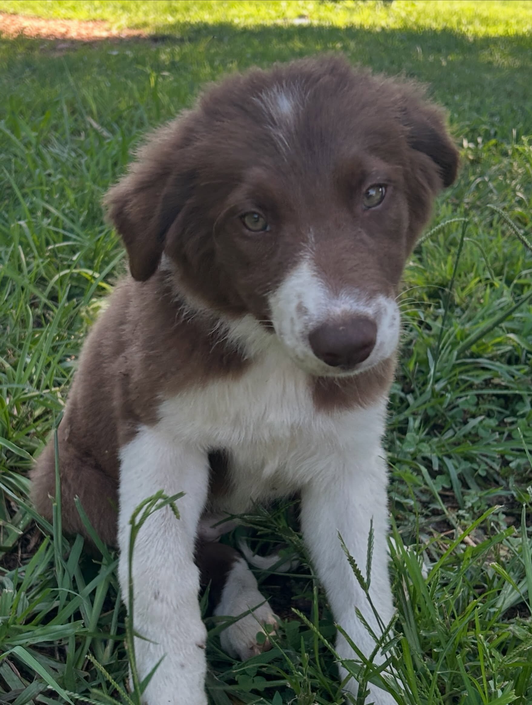 Nikki and Beau are the last girl and boy from our litter, both very sweet pups approaching 12 weeks. Let us know if you want to meet them!
