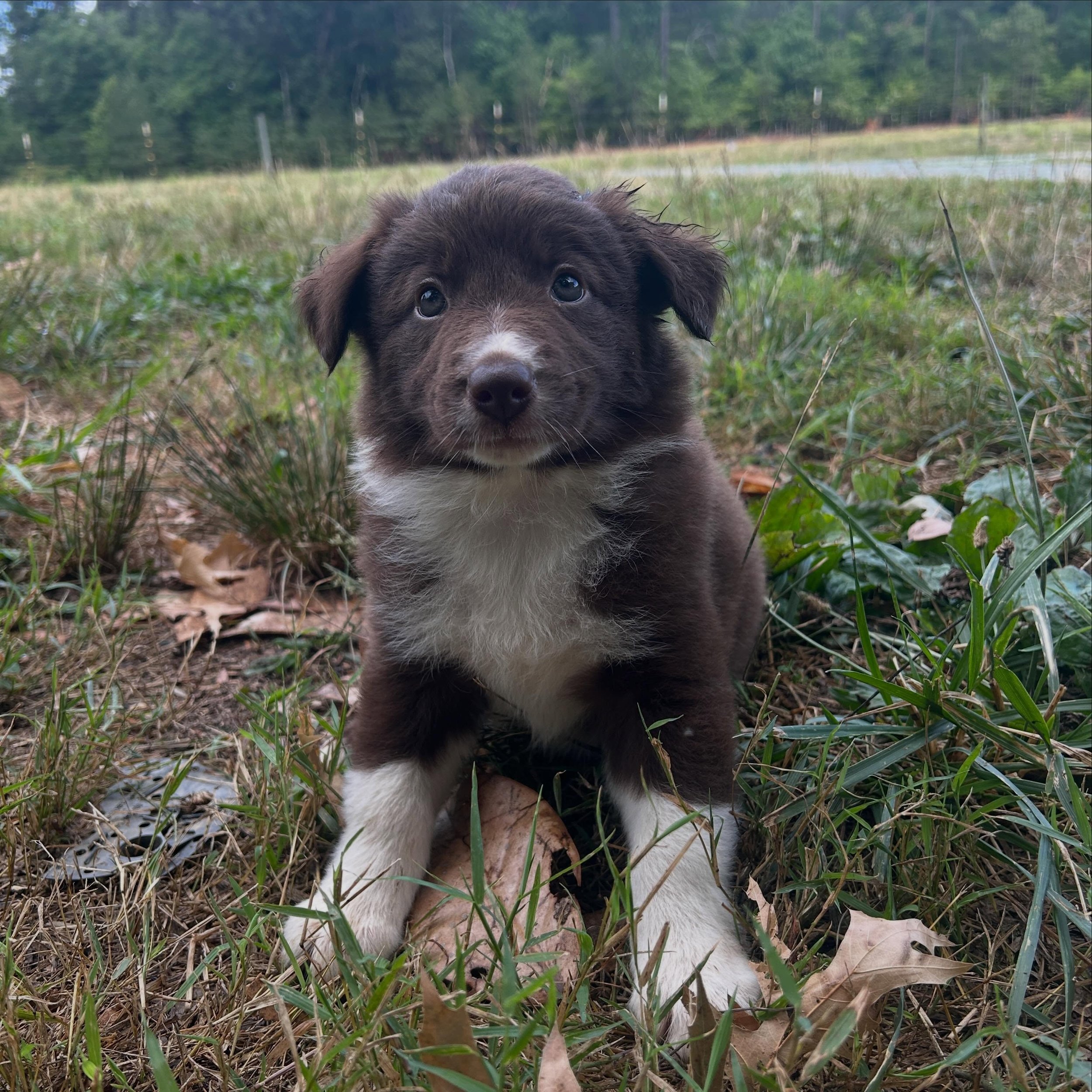Puppy Play date alert! Come out to the farm this Saturday the 27th from 9:30-1 for a play date with these cute 7-week old pups! Don&rsquo;t be shy, there are lots of snuggles to go around! #bordercolliesofinsta #bordercolliepuppies #puppies