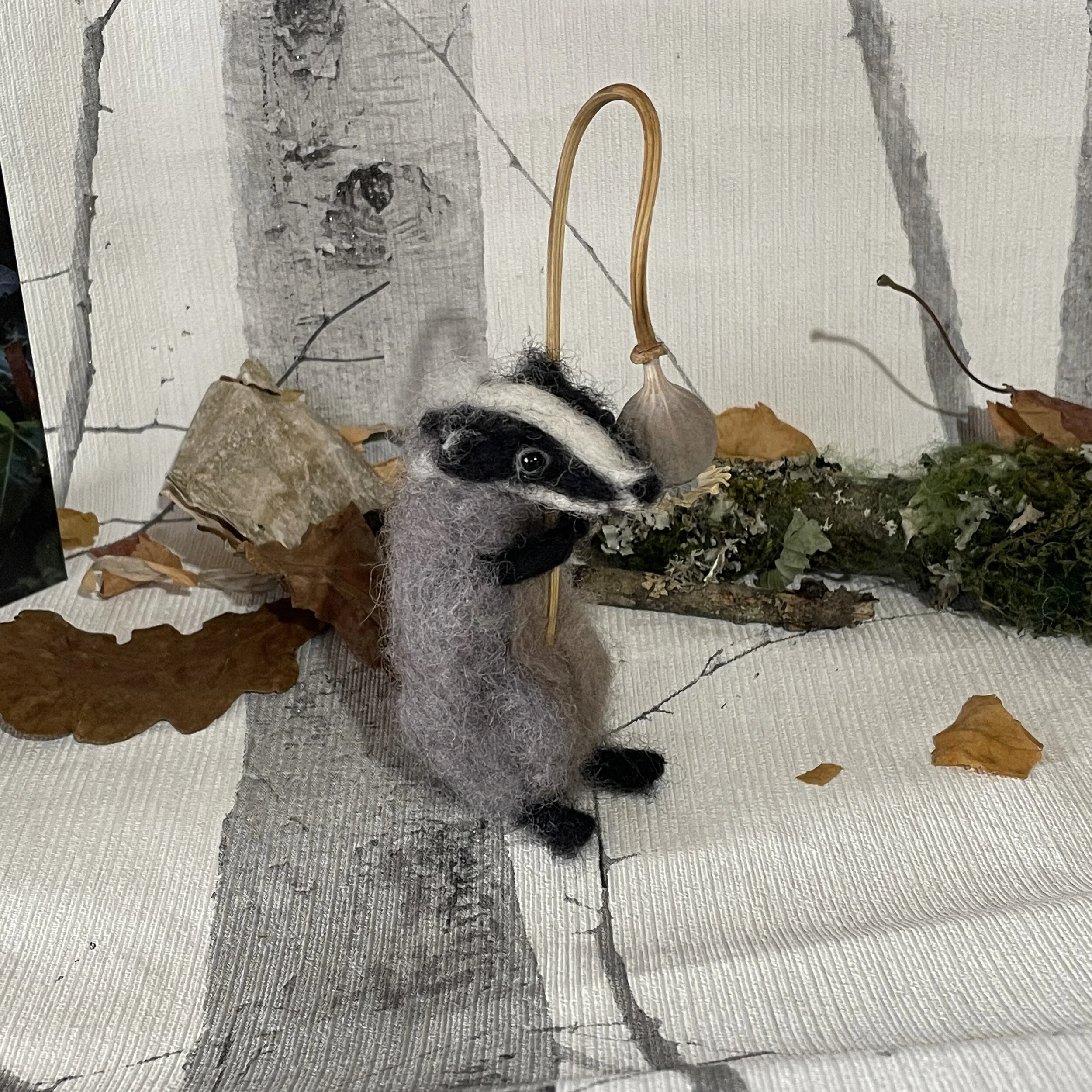 May baby badger for AO