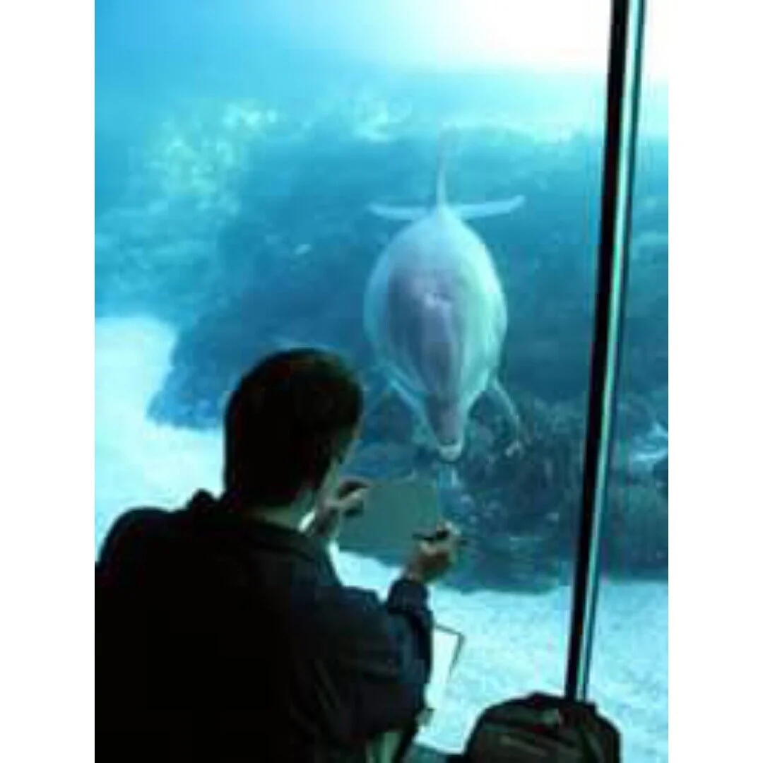 Drawing dolphins -  up close and personal!  My favorite model, Starky, reviews her sketch.