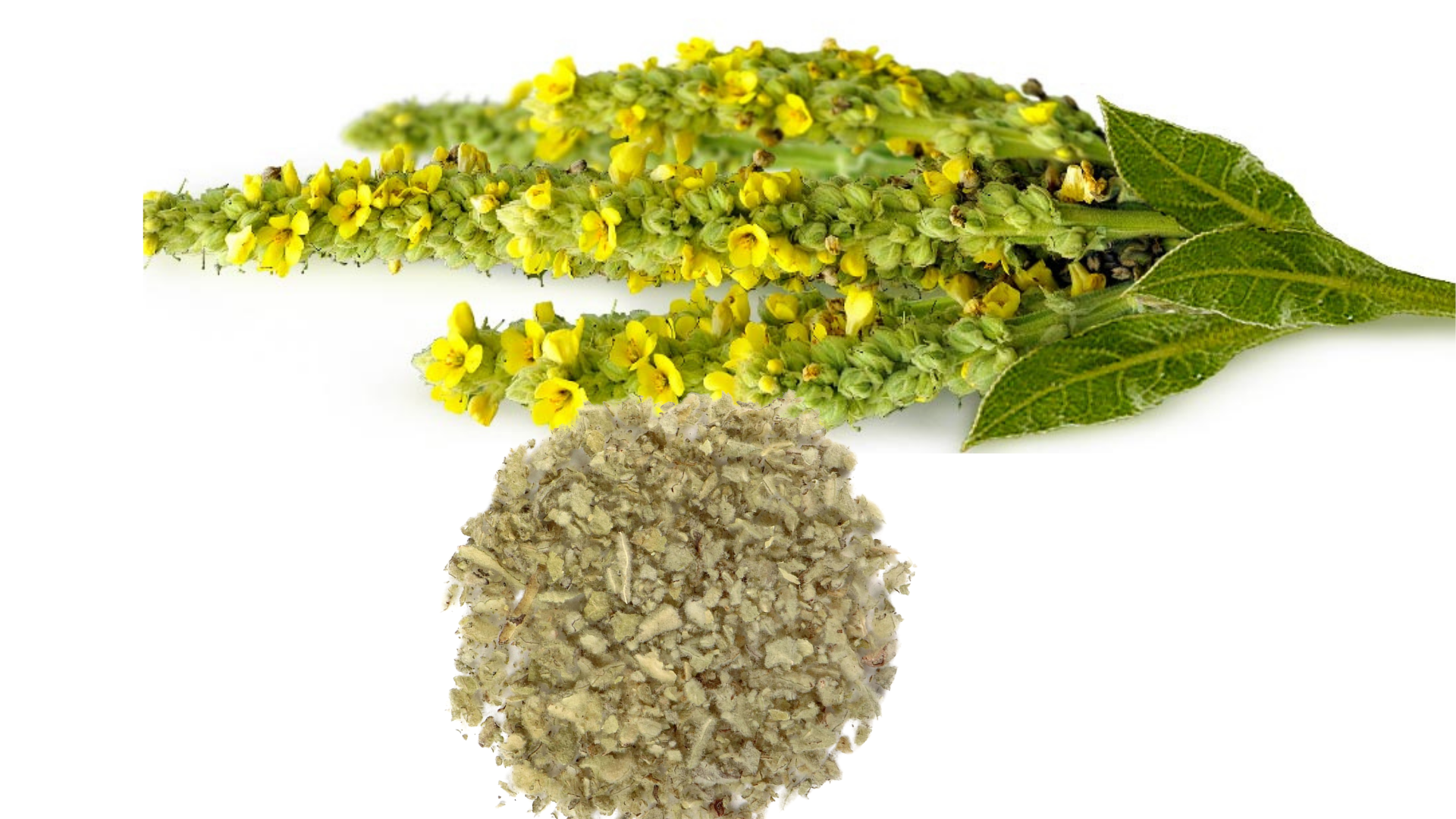 mullein leaf.png